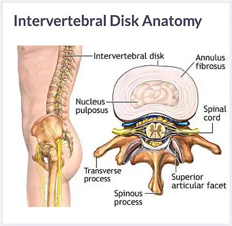 Intervertebral-Disk-Anatomy