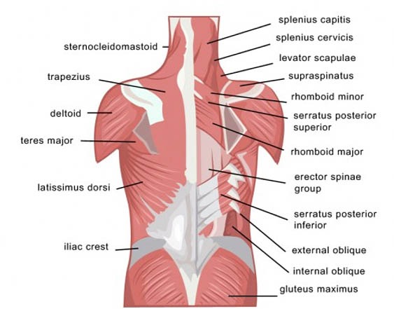 back-muscles