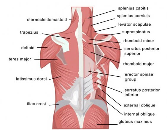 Back Muscle Diagram : Back Muscles Illustration Stock Image C047 6048