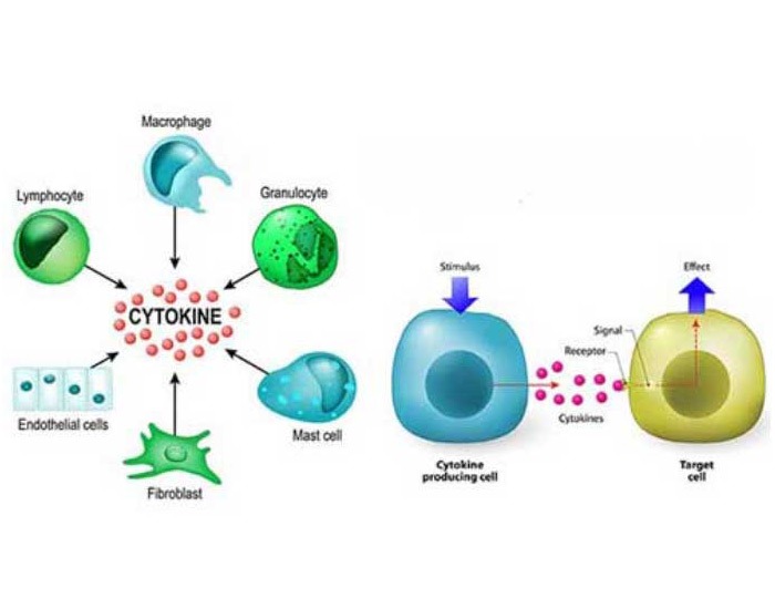 Cytokines